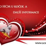 Vše o HCM