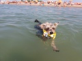 Benji