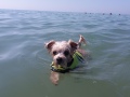 Nessie