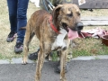 kříženec staforda a filly byl také započítán