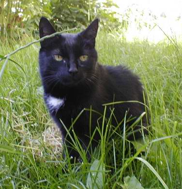 Moje první kočka Bumbroušek1990 (nalezenec) - 2005. Nikdy nezapomenu, Katka K.