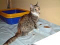 Kočička Zuzanka - podlehla těžké nemoci, nebyl jí ještě ani rok. Nikdy na tebe nezapomenu, holčičko, Beda