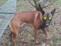 mimozemšťan