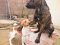 monty-a-cesar_1