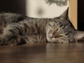 Mňoukova siesta