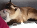 Mio a Lea