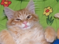 Oliver odpočívá..:)