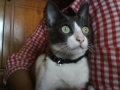 hello2