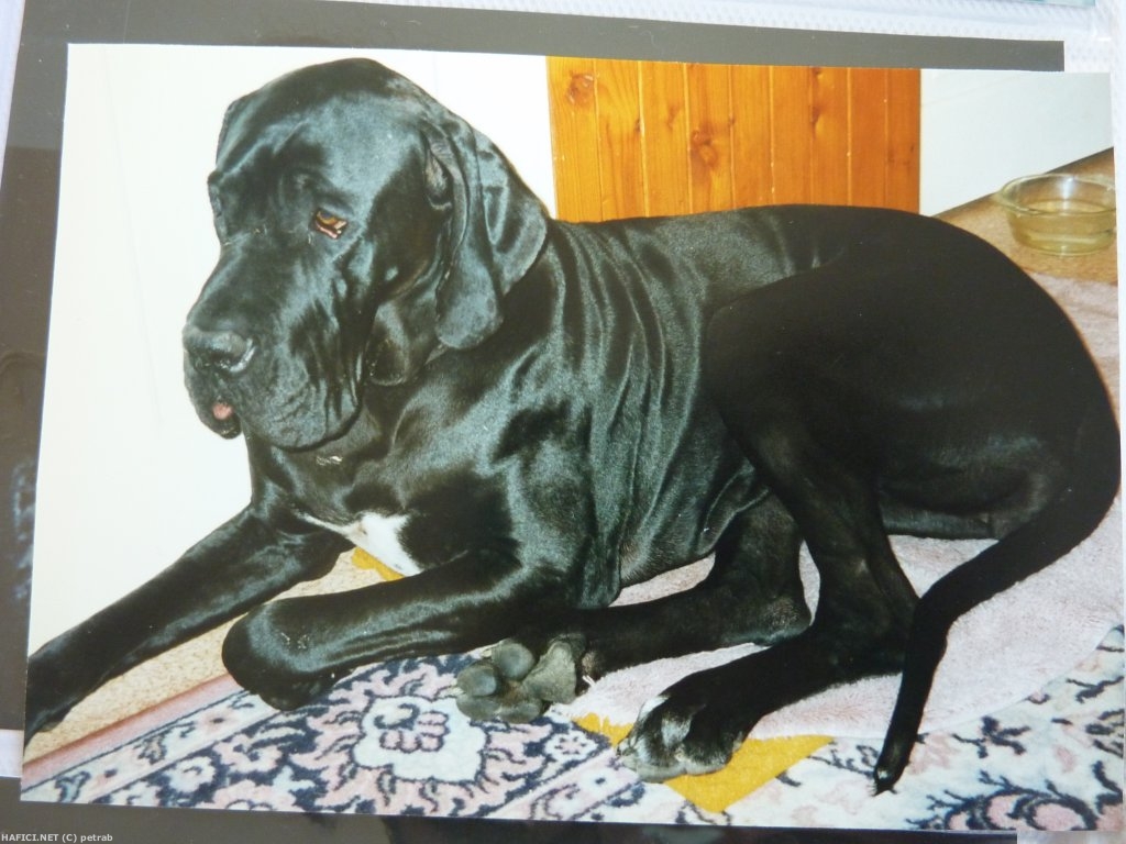 Cindy. 1994 - 2002. Krásná mohutná nekupírovaná papírová černá doga, DKK a DLK neg., krom občasného zánětu uší - neměla ...
