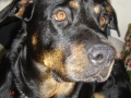 Sára. 2003 - 2012. Drobná fenka, špatně socializovaná, nesnášenlivá vůči ostatním cizím psům, velice mazlivá, ale nezávislá. ...