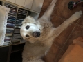 Tiby...Tibisek...odesel v nedozitych 13 letech..byl to muj vysneny pes,tak dobrosrdecny a milujici...nikdy na nej nezapomeneme a opet se setkame za duhovym mostem..