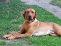 Ronny