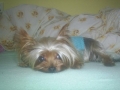 Bibi 2006-2014...