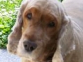 BEN ( pro nás vždycky Beníček) 5.8.1994 - 26.1.2010 Nikdy nezapomeneme.....