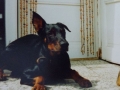 Black 1990 - 1999.Krásný nekupírovaný pejsek, kterému se jedno ucho postavilo. S klasickou dobrmaní povahou....