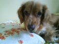 Sofinka nase slunicko