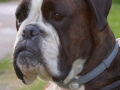 Boxerka Ennie