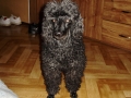 Anželínka,oficiálně Angelika Black Broskvička nar. 17.12.1996. Jako štěňátko rozkousala "milion" mycích houbiček na vaně. Byla chytrá a inteligentní,naučila se spoustu povelů a činností bez zvláštního výcviku a šéfovala dalším dvěma pudlicím. Občas jsme jí říkali "liška podšitá" :-) . A byla vzornou mámou. Těžko se popisuje vztah k psovi, to se prostě musí prožít, pes nekouká na to, že vám přibývají roky a vrásky, že nemáte náladu, že jste rozzlobení, že je vám smutno, on vás miluje pořád, celý svůj život a pořád stejnou měrou. Anželínka odešla v dubnu 2011 ve věku 14 let a 4 měsíce.