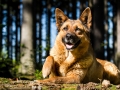 Astička, fenka z útulku, která zemřela ve svých devíti letech po tom, co jí ze dne na den ochrnuly nervy u konečníku. Bylo to velmi rychlé a náhlé a všechny nás to zasáhlo.Byl to nejlepší pes v mém životě, moje učitelka, která mi toho dala opravdu hodně - zklamání i radost. Kdyby mohla, tak by pro mě i dýchala... Nikdy na tebe nezapomenu Astičko...