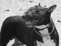 Nejúžasnější bulík na celém světě: Bill 7.6.2006-22.12.2017. Nikdy nezapomeneme, lásko naše ♥