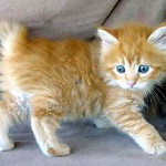 American bobtail - kotě