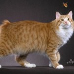 Americký bobtail
