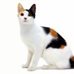 Japonský bobtail