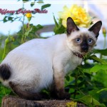 Mekongský bobtail