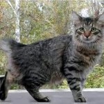 Americký bobtail