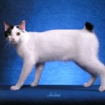 Japonský bobtail