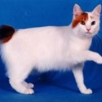Japonský bobtail