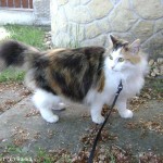 Kurilský bobtail-dlouhosrstý