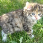 Kurilský bobtail - kotě