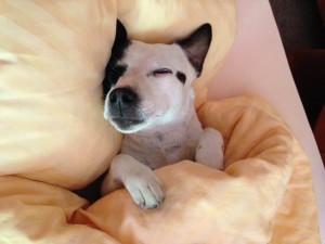 pes v posteli_mensi